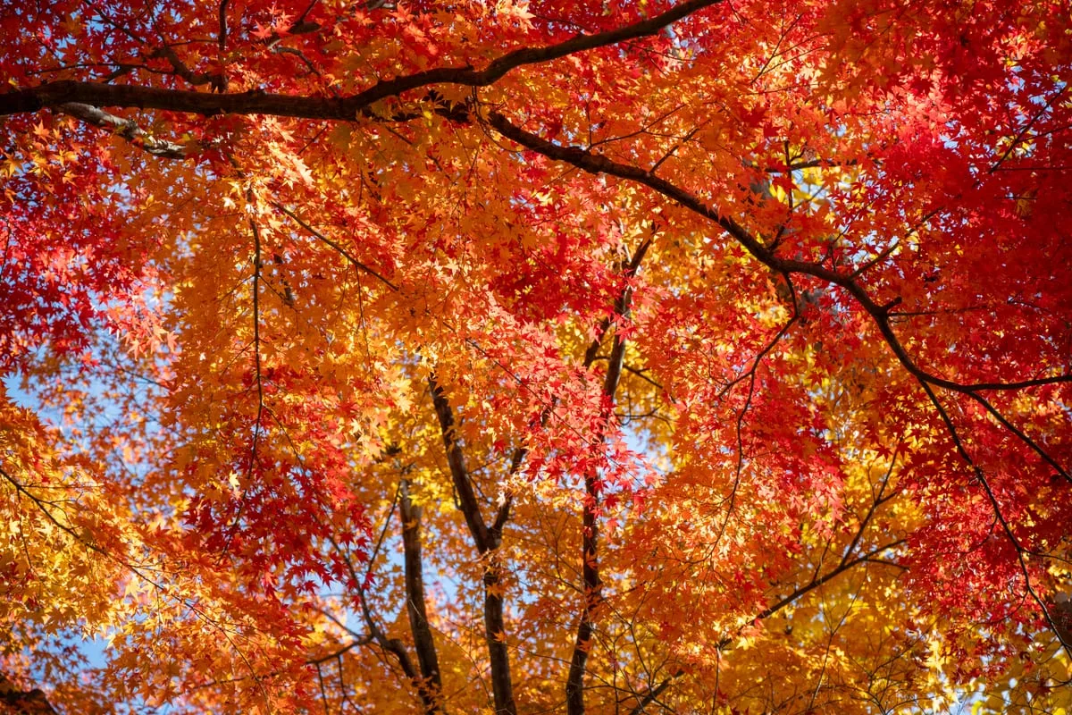 A road winding through colorful autumn forest.